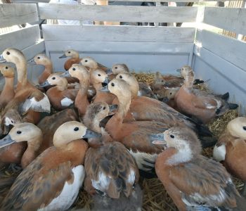 РИОСВ-Варна и БАН пуснаха 21 полудиви екземпляри от вида Червен ангъч в природата